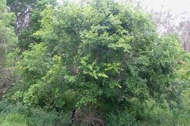 Image result for Celtis sinensis