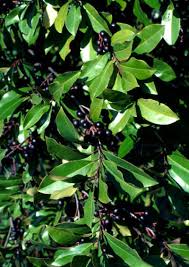 For those who love the look of a cherry without the. Fruit Trees Laurel Tree Fruit