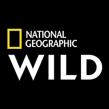 Vezi national geographic gratis online, national geographic din romania live online, free national geographic online live. Nat Geo Wild Romania Home Facebook
