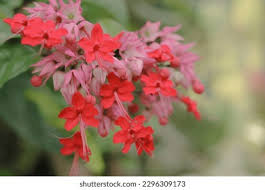 Image result for Clerodendrum splendens