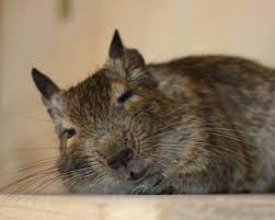 Sleepy Degu Degus Degu Small Pets
