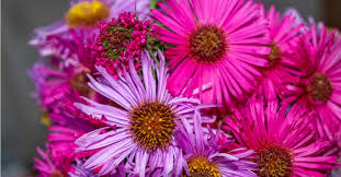 Frangipani is a tropical flowering plant native to south america sweet alyssum has dense clusters and tiny flowers in white and yellowish colors. 5 Ways To Speak Your Heart Using Flowers Goodnet