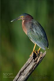 Black Bird With Blue Neck Michigan Little Green Heron Christopher Schlaf Michigan Usa Nikon D4 Animals Photo Nature Green Heron Heron Beautiful Birds