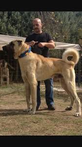 We have imported central asian shepherd /alabai and turkish kangal from turkey,russia, romania, ukraine, belarus and turkmenistan. Kangal Dog For Sale For 800 By Garo101 Elmazad
