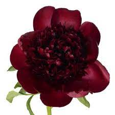 Red Charm Peonies For May Red Charm Peony Burgundy Flowers Red Peonies