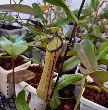 Image result for Nesaea heptamera