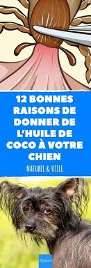 L Huile De Coco Est Un Peu L Ingredient De L Annee Voici 12 Raisons De Donner Une Cuillere A Cafe D Huile De Coco Par Jou En 2020 Puces Chien Chien Alimentation Chien