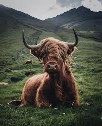 Cool Cow Animals Wild Nature Animals Animal Photography