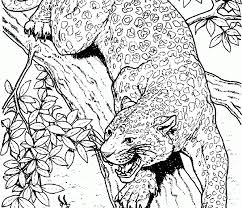 Download free printable chester cheetah jet star sasa coloring pages for kids. Cheetah Coloring Pages 360coloringpages