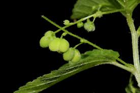 Image result for Micrococca mercurialis