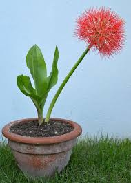Image result for Scadoxus multiflorus