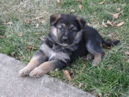 Click here to vist park center kennels! German Shepherd Puppies In Illinois