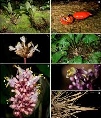 Image result for Palisota ambigua