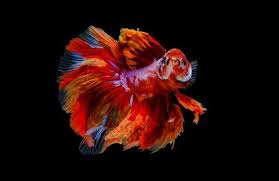 Ikan cupang warna merah putih cantik untuk wallpaper. Ketahuilah Cara Menyatukan Ikan Cupang Jantan Dan Betina Paling Populer Betta Fish Betta Fish