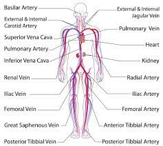 Acp 2 Lesson Eleven The Circulatory System Circulatory System Arteries And Veins Human Body Systems