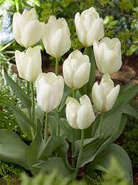 Pin On Garden Landscape