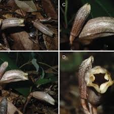 Image result for Gastrodia rwandensis