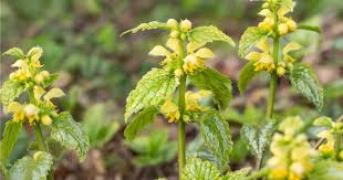 Image result for Lamium galeobdolon