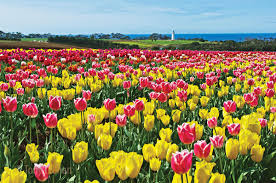 Tasmania is australia's most southerly state, and when there's it has been very exciting to see the tasmanian festival season grow and push into the traditionally quiet winter time. The Best Time To Visit Tasmania Lap Of Tasmania