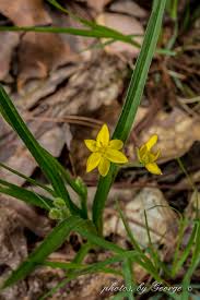 Image result for Hypoxidaceae