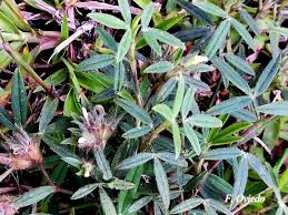 Image result for Stylosanthes guianensis