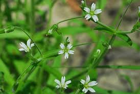 Image result for Cerastium