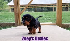 Documentation for your json types on node.js. Zoeys Doxies Dachshund Puppies For Sale