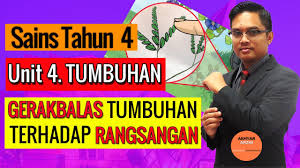 Setelah 5 tahun, pohon mangga tersebut berdaun lebat dan tumbuh besar. Sains Tahun 4 Tumbuhan Bertindakbalas Terhadap Rangsangan Youtube