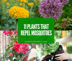 Check spelling or type a new query. Natural Mosquito Repellents 11 Best Plants That Repel Mosquitoes