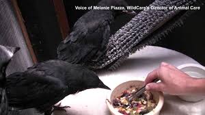 Baby Crows Being Taught How To Self Feed At Wildcare Youtube