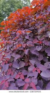 Image result for Euphorbia cotinifolia