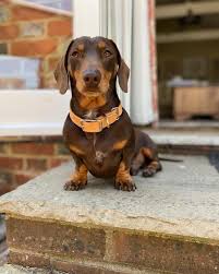 Dachshund puppies for adoption in california. Dachshund Puppies For Sale And Adoption Home Facebook