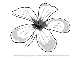 5,379 plumeria flower clip art images on gograph. Learn How To Draw Frangipani Flower Plants Step By Step Drawing Tutorials