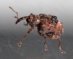 Image result for Commicarpus pedunculosus