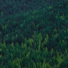 Browse forest images and find your perfect picture . Forest Aesthetic Playlist By Jingle Grigsby Spotify