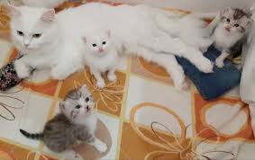 Bebisler De Bayaa Buyudu Kedi Kedicik Ankara Turkey Angoracat Beyazkedi Canim Kedim Kedicik Kedilerindunyasi Catsofworld Sleep Cat Cats Animals