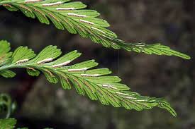 Image result for Asplenium laurentii