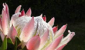 We deliver flowers to dunstable, houghton regis and the surrounding villages, including eaton bray, edlesborough, totternhoe, kensworth, studham. 10 Fascinating Facts To Know About The Protea South Africa S National Flower