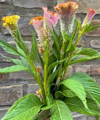 Image result for Celosia argentea