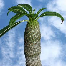 Image result for Pachycarpus eximius
