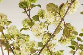 Schneeball Rotundifolia Viburnum Plicatum Rotundifolia Schneeball Winterschneeball Hangebirke