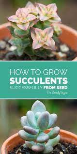 Here are five helpful tips for growing and taking care of healthy succulents, and the most common mistakes succulent newbies are making. How To Grow Succulents From Seed Growing Succulents From Seed Growing Succulents Succulents