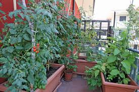 We did not find results for: Container And Pot Sizes How Much Soil Do I Need Harvest To Table