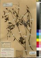 Image result for Maerua aethiopica