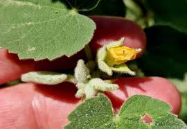 Image result for Abutilon longicuspe