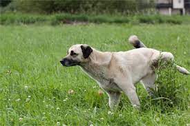 Dog Behavior Problems Marking Behavior Vca Animal Hospital