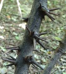 Image result for Dalbergia martinii