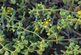 Image result for Zygophyllum simplex