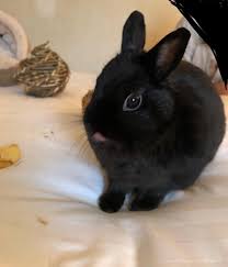 Pin On Rabbits With Tongues Out