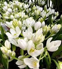 Image result for Ornithogalum
